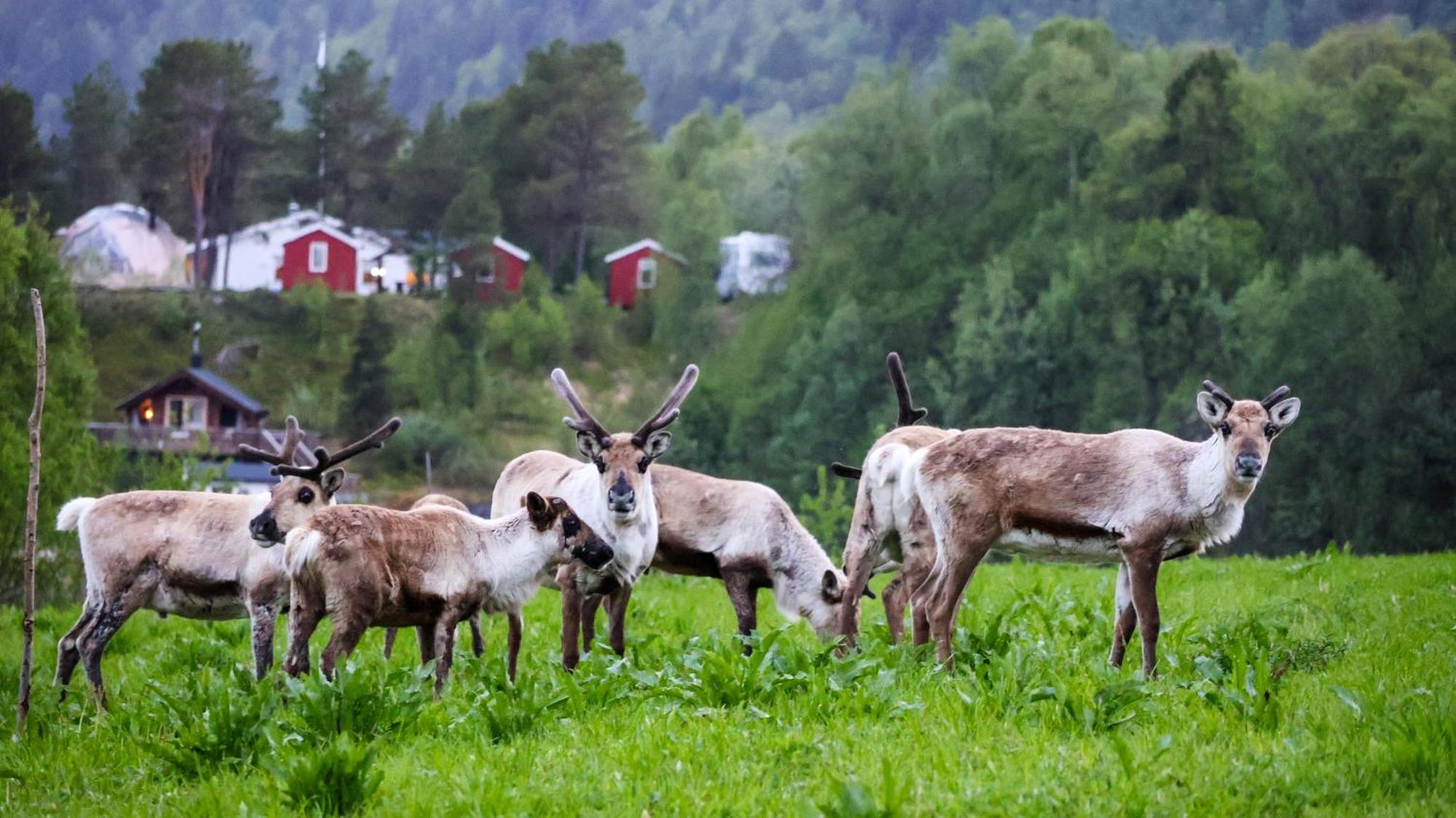 فيلا Norwegian Wild Brygghaugen المظهر الخارجي الصورة